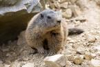 Svišť horský, Marmota marmota, Alpine marmot