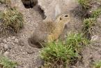 Sysel obecný, Spermophilus citellus, European ground squirrel  