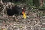 Tabon,  Alectura lanthami,Brush-turkey