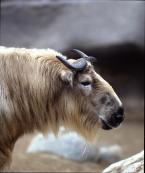 Takin čínský, Budorcas t. bedfordi, Golden takin