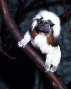 Tamarín pinčí,  Saguinus o.oedipus,  Cotton-top tamarin 