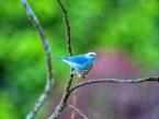 Tangara modrá, Tangara episcopus, Blue-gray Tanager