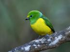 Tangara modrozelená, Chlorophonia cyanea, Blue-naped Chlorophonia