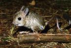 Tarbík egyptský, Jaculus  jaculus, Lesser  Egyptian Jerboa