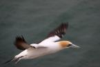 Terej australský, Morus serrator, Australasian Gannet