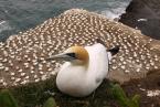 Terej australský, Morus serrator, Australasian Gannet