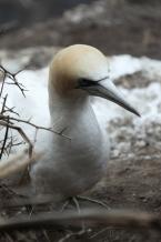 Terej australský, Morus serrator, Australasian Gannet