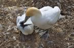 Terej australský, Morus serrator, Australasian Gannet