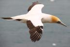 Terej australský, Morus serrator, Australasian Gannet