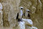 Terej guanový, Sula variegata, Peruvian booby