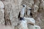 Terej guanový, Sula variegata, Peruvian booby