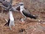 Terej modronohý, Sula nebouxii excisa, Blue-footed booby