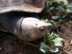 Tereka madagaskarská, Erymnochelys madagascariensis, Madagascar Big-headed Turle