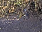 Timálie bělokostřecová, Turdoides leucopygia, White-rumped Babbler 