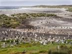 Tučňák oslí, Pygoscelis papua, Gentoo penguin