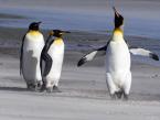 Tučňák patagonský, Aptenodytes patagonicus, King penguin