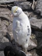 Tučňák skalní, Eudyptes chrysocome, Rockhopper Penguin  