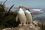 Tučňák žlutooký, Megadyptes antipodes, Yellow-eyed Penguin