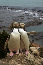 Tučňák žlutooký, Megadyptes antipodes, Yellow-eyed Penguin