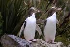 Tučňák žlutooký, Megadyptes antipodes, Yellow-eyed Penguin