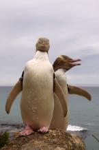 Tučňák žlutooký, Megadyptes antipodes, Yellow-eyed Penguin