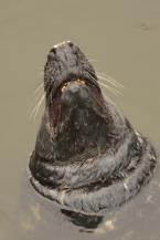 Tuleň kuželozubý, Halichoerus grypus, Grey Seal