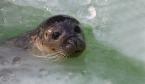 Tuleň obecný, Phoca vitulina, Harbor seal