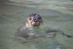 Tuleň obecný,  Phoca vitulina, Common Seal