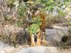 Tygr indočínský, Panthera tigris corbetti, Indochinese tiger