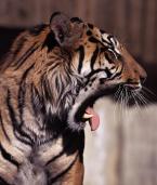 Tygr sumaterský, Panthera tigris sumatrae,  Sumatran Tiger 