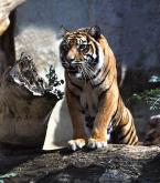 Tygr sumaterský, Panthera tigris sumatrae,  Sumatran Tiger 