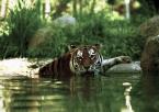 Tygr ussurijský, Panthera tigris altaica,  Amur Tiger 