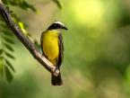 Tyran štíhlozobý, Philohydor lictor, Lesser Kiskadee   