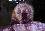 Urzon kanadský,  Erethizon dorsatum,  North American Porcupines