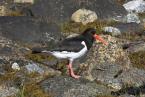 Ústřičník velký,  Haematopus ostralegus, Eurasian Oystercatcher      