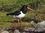 Ústřičník velký,  Haematopus ostralegus, Eurasian Oystercatcher      