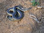 Užovka, Thamnosophis epistibes, Slender snake 
