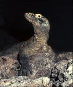 Varan komodský,Varanus komodoensis