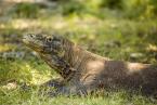 Varan komodský,Varanus komodoensis, Komodo dragon