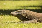 Varan komodský,Varanus komodoensis, Komodo dragon