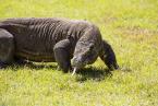 Varan komodský,Varanus komodoensis, Komodo dragon