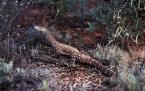 Varan obrovský,Varanus giganteus