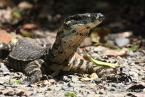 Varan Rosenbergův, Varanus rosenbergi, Head monitor