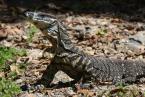 Varan Rosenbergův, Varanus rosenbergi, Head monitor