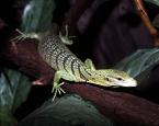 Varan  smaragdový, Varanus prasinus,  Emerald monitor