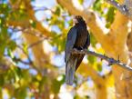 Vaza velký, Coracopsis vasa, Greater Vasa Parrot 