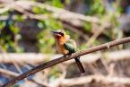 Vlha běločelá, Merops bullockoides, Wittefronted Bee-eater