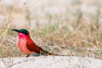 Vlha karmínová, Merops nubicoides, Southern Carmine Bee-eater