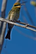 Vlha ozdobná, Merops ornatus, Rainbow Bee-eater