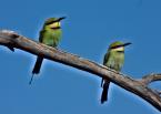 Vlha ozdobná, Merops ornatus, Rainbow Bee-eater